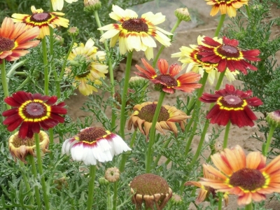 花環(huán)菊種子應(yīng)該去哪里批發(fā)？