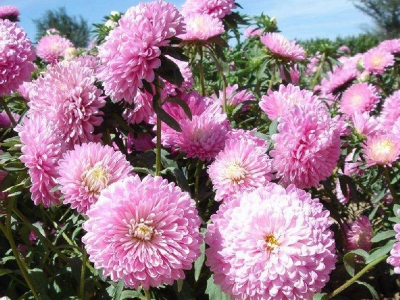 茼蒿菊養(yǎng)護(hù)的要點都包括哪些？