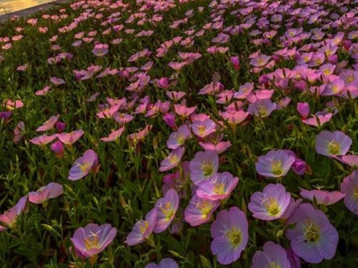 美麗月見草可以盆栽嗎？