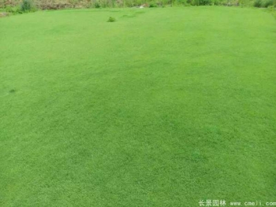日本結縷草播種需要催芽嗎？種子生長效果如何？
