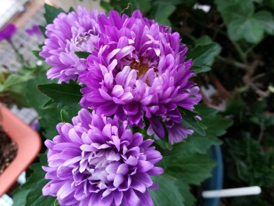 翠菊有毒嗎？
