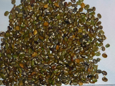 山毛豆種子適合在什么溫度下種植