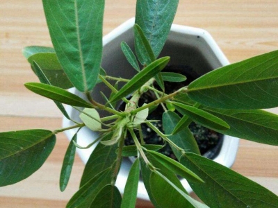 跳舞草的花語是什么？