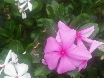 紫茉莉有毒么？