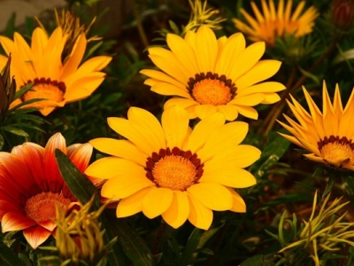 勛章菊種子的種植方法，勛章菊種后多久開花