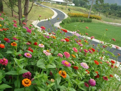 進口野花組合什么時候開花花期有多久？