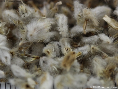 永生菊種子什么時候播種最好？