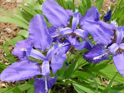 馬蘭花的花語是什么？