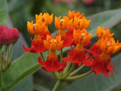 馬利筋花語是什么，代表了什么？