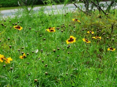 蛇目菊種子的播種量是多少呢？