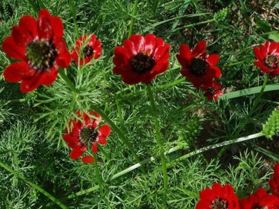 福壽花種子可以去哪里買呢？