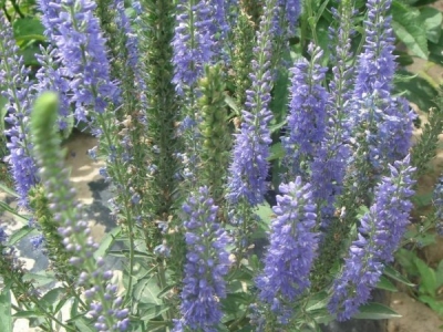 婆婆納種子應(yīng)如何種植？