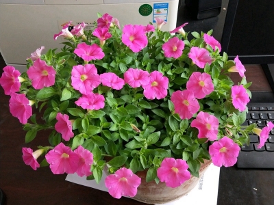 進(jìn)口矮牽?；ㄊ裁磿r候開花，開花開多久？