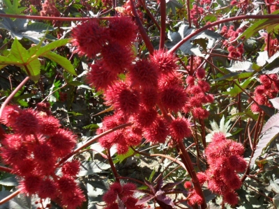 紅色蓖麻開花要多久？