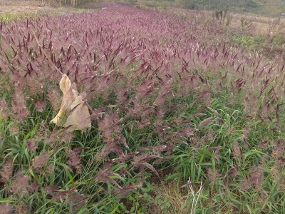 糖蜜草枯萎的原因是什么，如何解決？