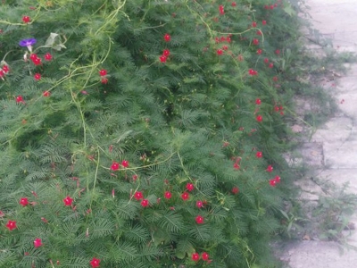 羽葉鳶蘿種子去哪里批發(fā)，價格是多少