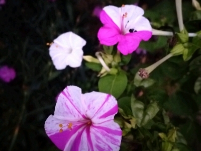 大家對于紫茉莉的認(rèn)知有什么誤區(qū)？
