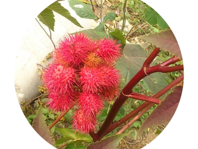 紅色蓖麻的葉子有什么功效？