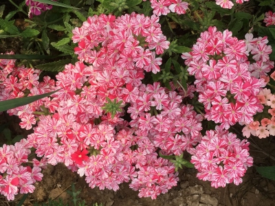 美女櫻一年開(kāi)花開(kāi)幾次