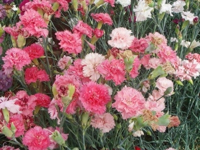 康乃馨幾月開花？康乃馨花期是幾月份?