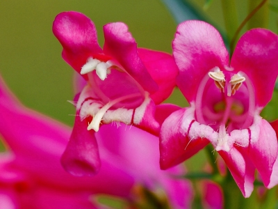 釣鐘柳種子栽培過程需要注意些什么