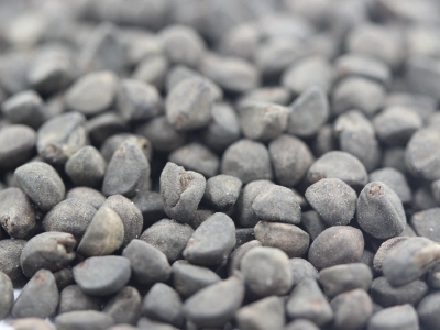 鶯蘿種子幾天發(fā)芽多久開花？