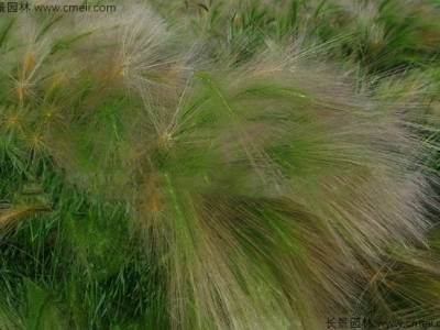 狗尾草種子多少錢一斤？