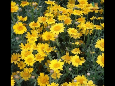 茼蒿菊種子多少錢一斤？