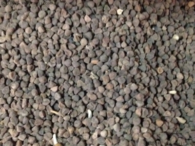 三色旋花種子幾天發(fā)芽？