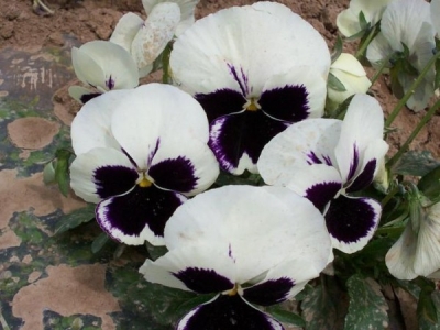 三色旋花種子多少錢一斤？