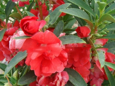 中國鳳仙種子的種植方法和時(shí)間