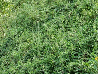 大翼豆種子什么時(shí)候播種？