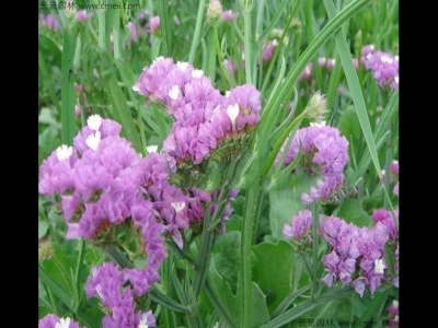 勿忘我種子多少錢一斤