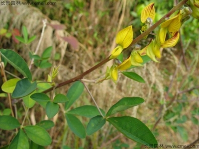 豬屎豆種子幾月份播種最好？
