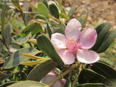 桃金娘種子怎么種植？