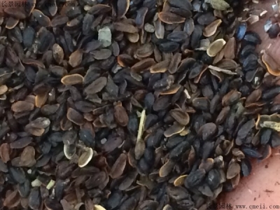 桔?；ǚN子怎么種植？