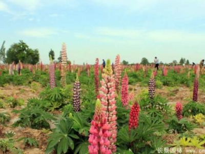 羽扇豆種子什么時候播種