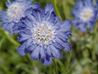輪峰菊的花語是什么？