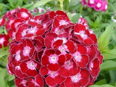紅葉地膚種子幾天發(fā)芽？