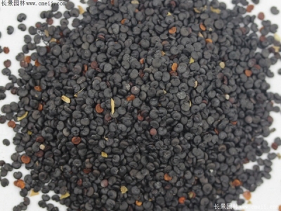 肥皂草種子幾天發(fā)芽？