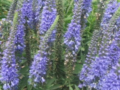 到哪里可以購(gòu)買婆婆納種子