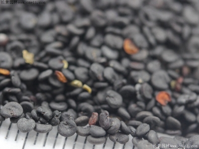 肥皂草種子多少錢一斤