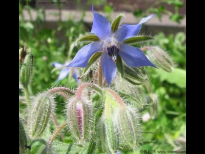 琉璃苣的花期在幾月份？