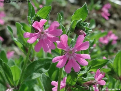 矮雪輪如何養(yǎng)護才能更好的開花？