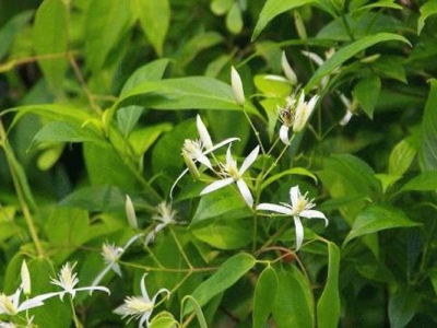 山地一畝能用幾斤甘草種子？