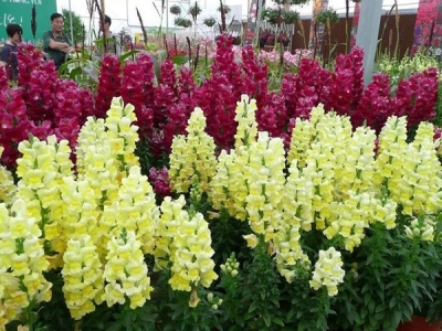 金魚(yú)草種子什么時(shí)候種最好？