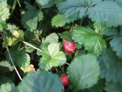 蛇莓種子怎么播種？