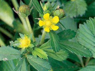 委陵菜種子播種方法？