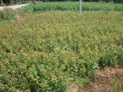 雞爪槭種子怎么播種？