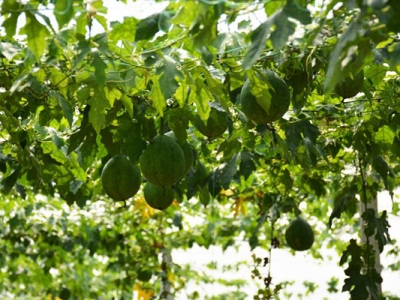 瓜蔞種子可以直接種嗎？